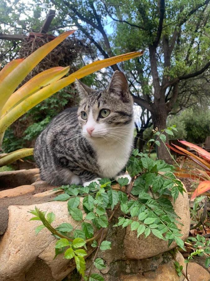Artkaroo Stay Oudtshoorn Εξωτερικό φωτογραφία